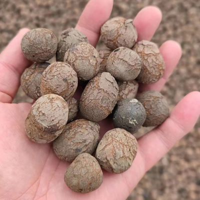 LECA für Gartenbau und Gartenbau Massendichte 250-450 kg/m3 Hydroponik LECA-Kugeln